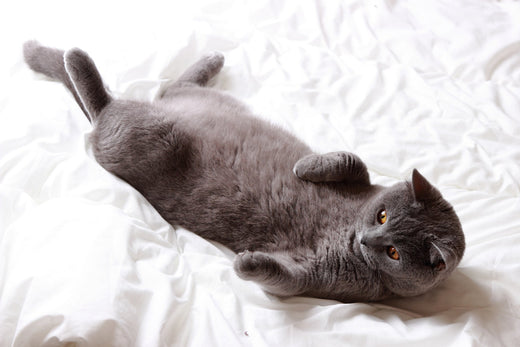 a cat laying in Linenly bamboo bedsheet