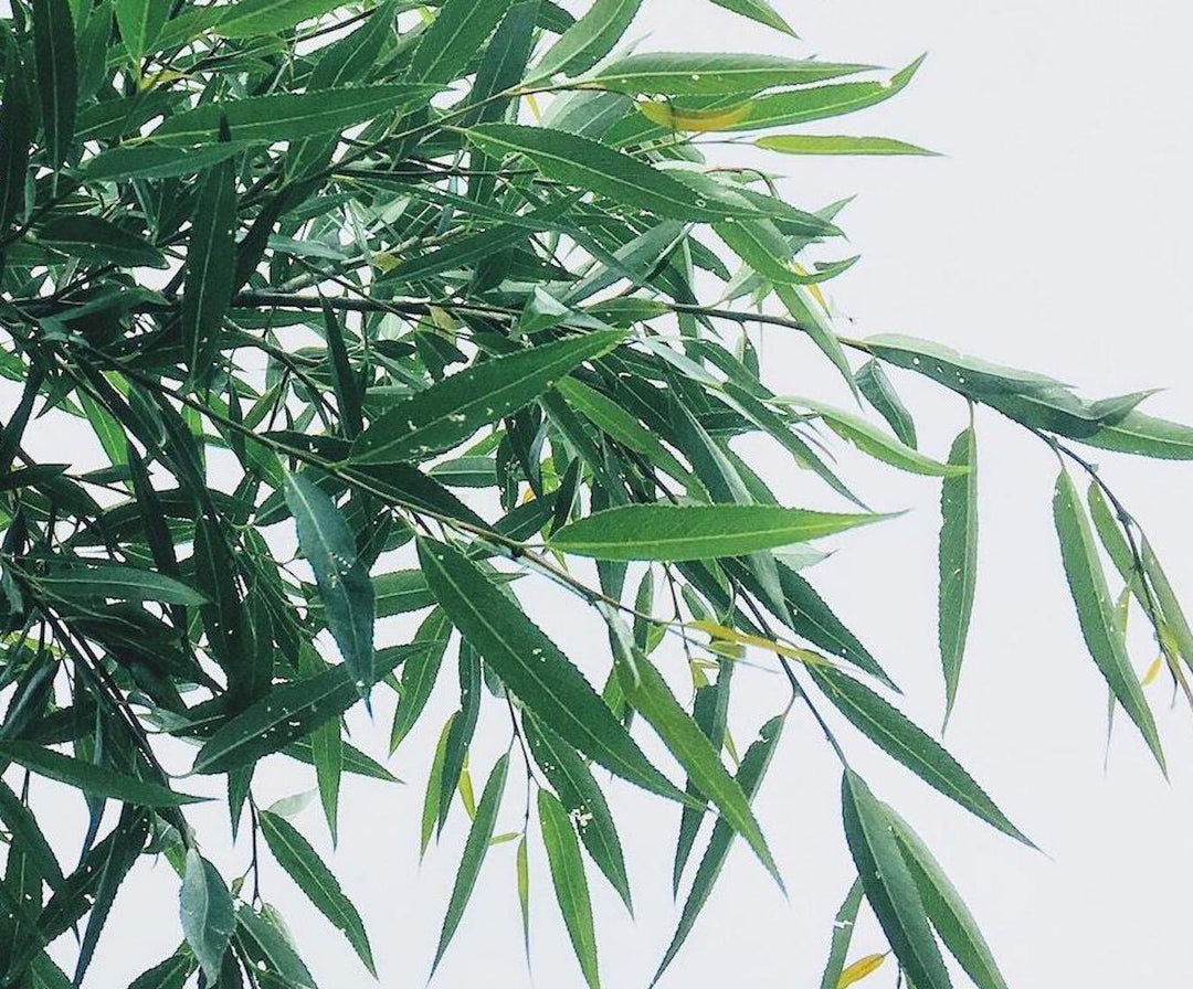 are bamboo sheets environmentally friendly - cover image